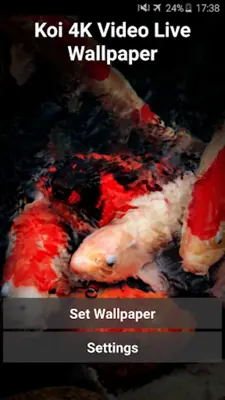 Koi 4K Video Live Wallpaper android App screenshot 4